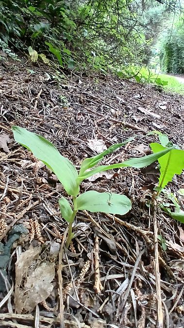 Epipactis helleborine var. minor  - José Miguel Martins Da Silva