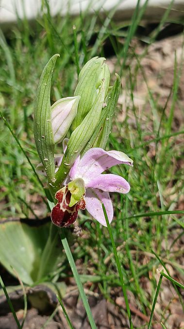 Ophrys apifera var. badensis  - José Miguel Martins Da Silva