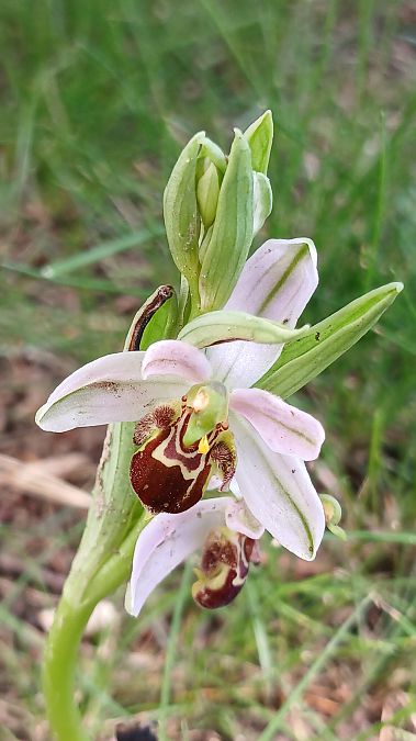 Ophrys apifera var. badensis  - José Miguel Martins Da Silva