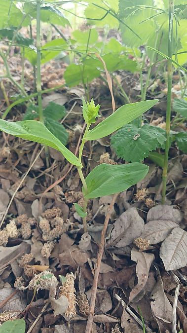 Epipactis helleborine var. minor  - José Miguel Martins Da Silva