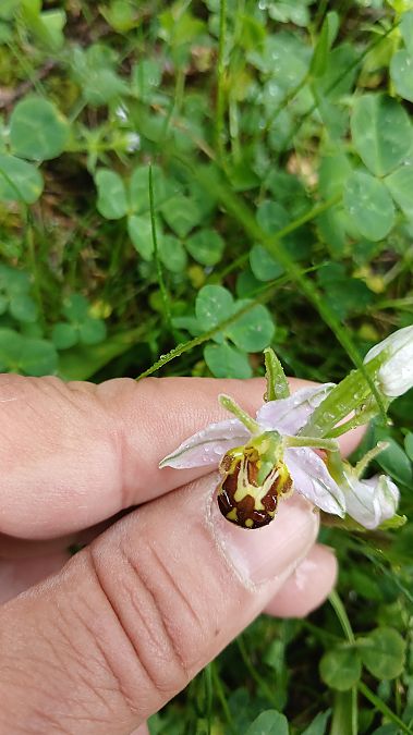 Ophrys apifera var. aurita  - José Miguel Martins Da Silva