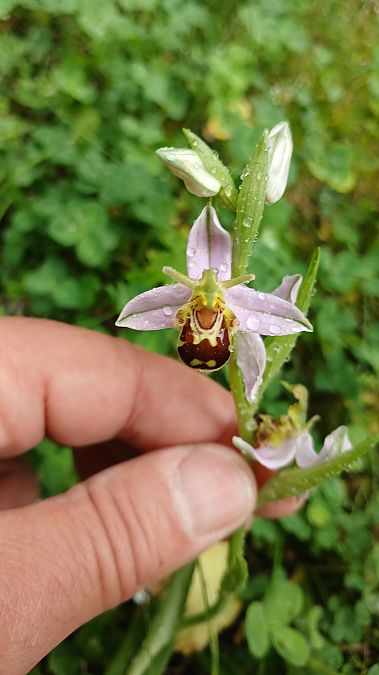 Ophrys apifera var. aurita  - José Miguel Martins Da Silva