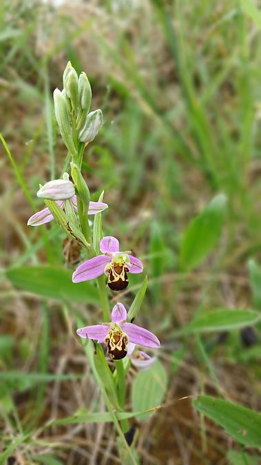 Ophrys apifera var. aurita  - José Miguel Martins Da Silva