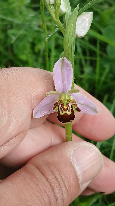 Ophrys apifera var. aurita  - José Miguel Martins Da Silva