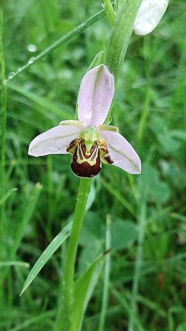 Ophrys apifera var. aurita  - José Miguel Martins Da Silva