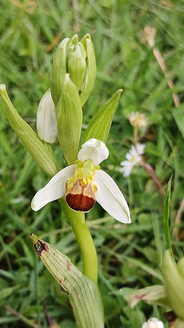 Ophrys apifera f. bicolor  - José Miguel Martins Da Silva