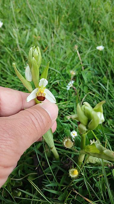Ophrys apifera f. bicolor  - José Miguel Martins Da Silva