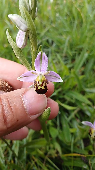 Ophrys apifera var. aurita  - José Miguel Martins Da Silva