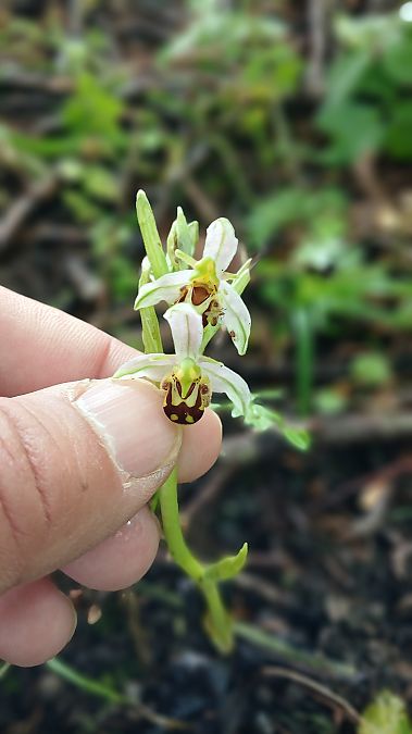 Ophrys apifera var. aurita  - José Miguel Martins Da Silva