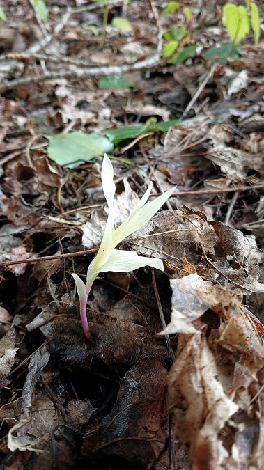 Epipactis helleborine var. minor  - José Miguel Martins Da Silva