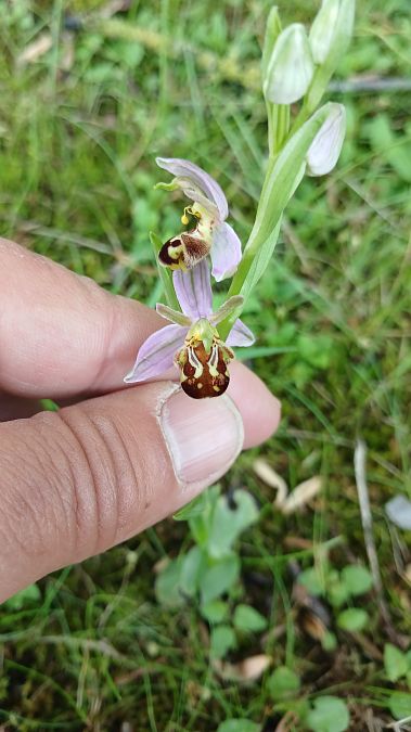 Ophrys apifera var. aurita  - José Miguel Martins Da Silva