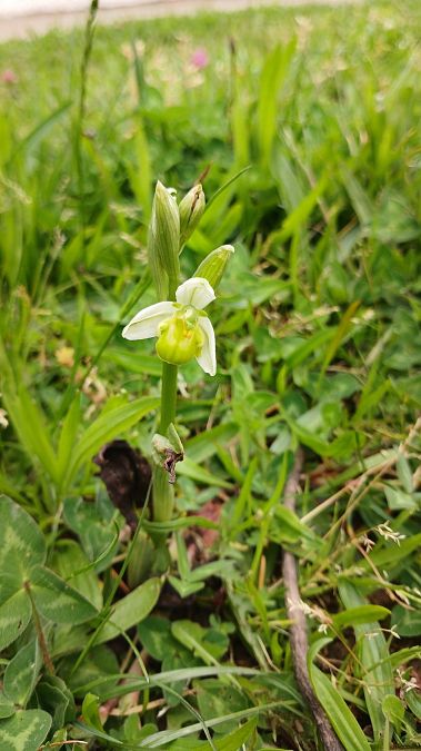 Ophrys apifera f. chlorantha  - José Miguel Martins Da Silva
