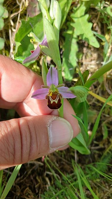 Ophrys apifera var. aurita  - José Miguel Martins Da Silva