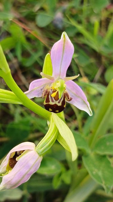 Ophrys apifera var. aurita  - José Miguel Martins Da Silva