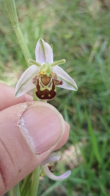 Ophrys apifera var. aurita  - José Miguel Martins Da Silva