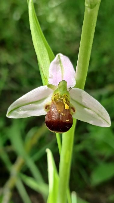 Ophrys apifera f. bicolor  - José Miguel Martins Da Silva