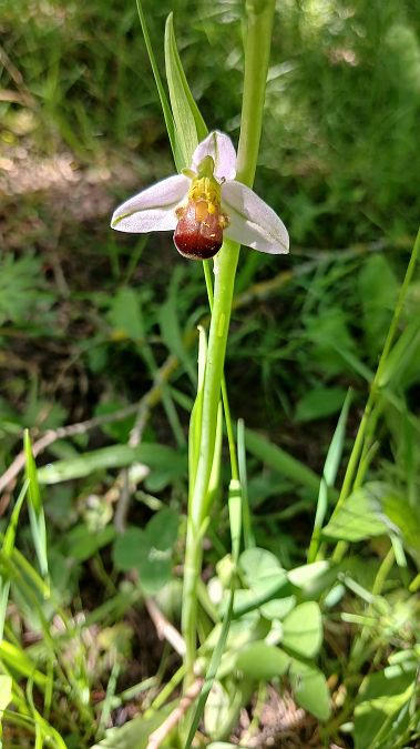 Ophrys apifera f. bicolor  - José Miguel Martins Da Silva