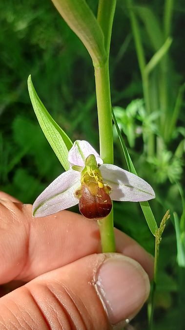 Ophrys apifera f. bicolor  - José Miguel Martins Da Silva