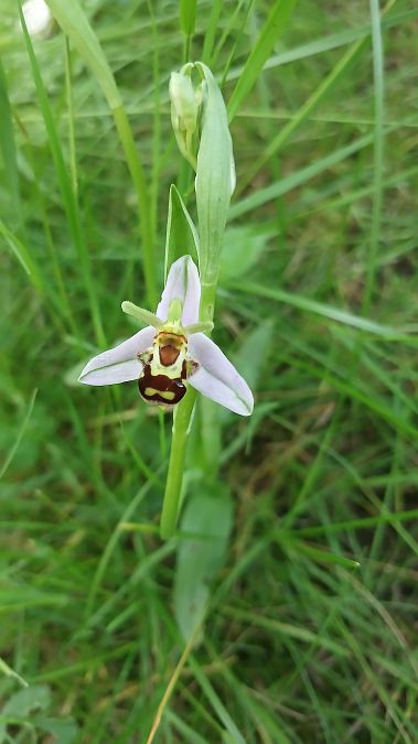 Ophrys apifera var. belgarum  - José Miguel Martins Da Silva