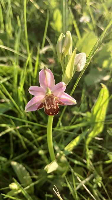 Ophrys apifera var. friburgensis  - José Miguel Martins Da Silva