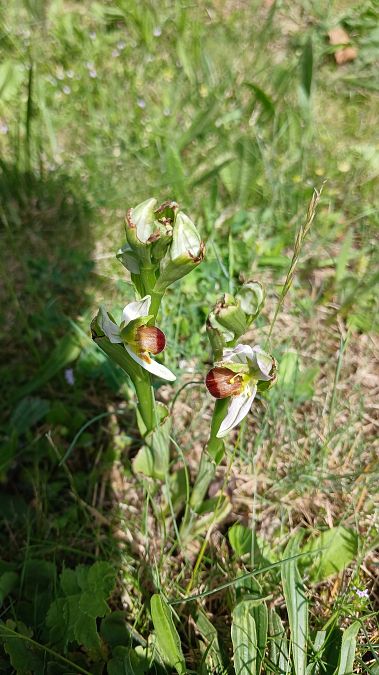 Ophrys apifera f. bicolor  - José Miguel Martins Da Silva