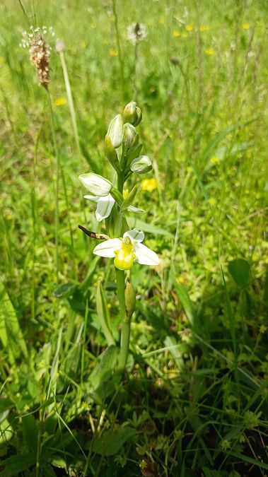 Ophrys apifera f. chlorantha  - José Miguel Martins Da Silva