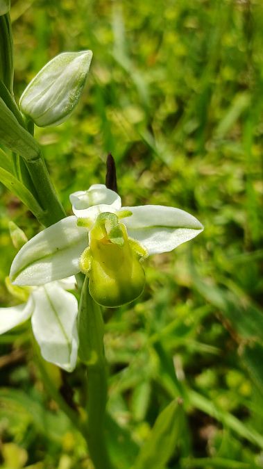 Ophrys apifera f. chlorantha  - José Miguel Martins Da Silva