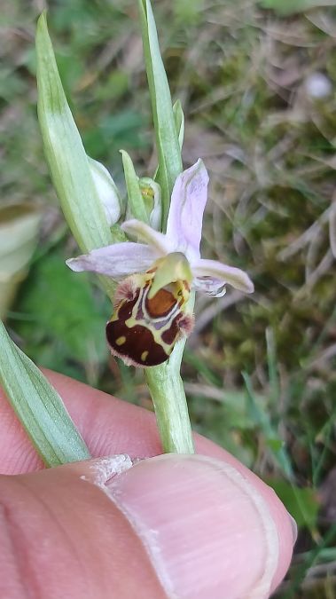 Ophrys apifera var. aurita  - José Miguel Martins Da Silva