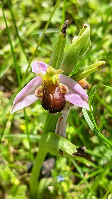 Ophrys apifera f. fulvofusca  - José Miguel Martins Da Silva