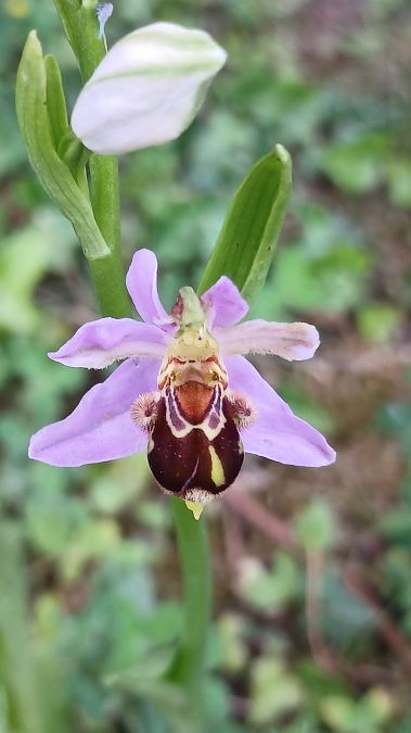 Ophrys apifera var. aurita  - José Miguel Martins Da Silva
