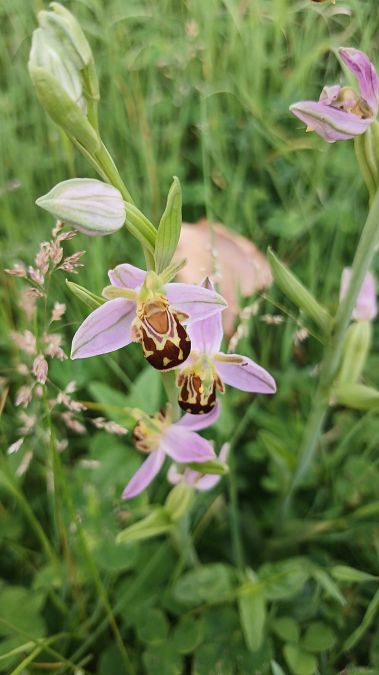 Ophrys apifera var. aurita  - José Miguel Martins Da Silva