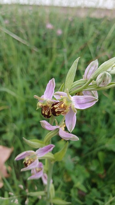 Ophrys apifera var. aurita  - José Miguel Martins Da Silva