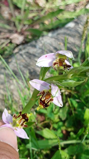 Ophrys apifera var. curviflora  - José Miguel Martins Da Silva