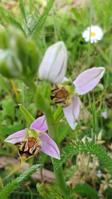 Ophrys apifera var. curviflora  - José Miguel Martins Da Silva
