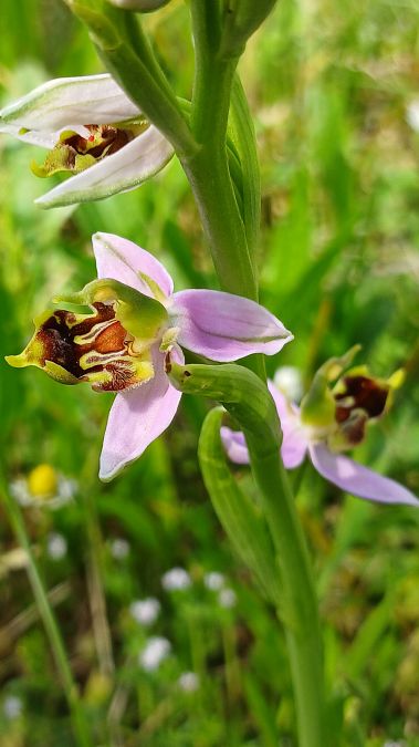 Ophrys apifera var. curviflora  - José Miguel Martins Da Silva