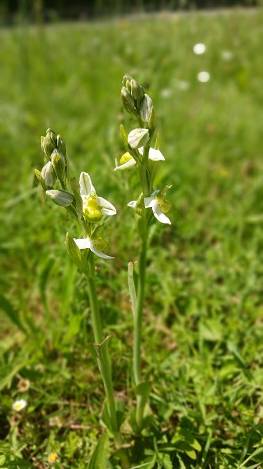 Ophrys apifera f. chlorantha  - José Miguel Martins Da Silva