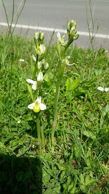 Ophrys apifera f. chlorantha  - José Miguel Martins Da Silva