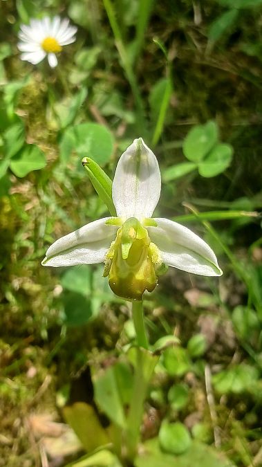 Ophrys apifera f. flavescens  - José Miguel Martins Da Silva