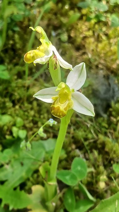 Ophrys apifera f. flavescens  - José Miguel Martins Da Silva