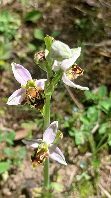Ophrys apifera var. curviflora  - José Miguel Martins Da Silva