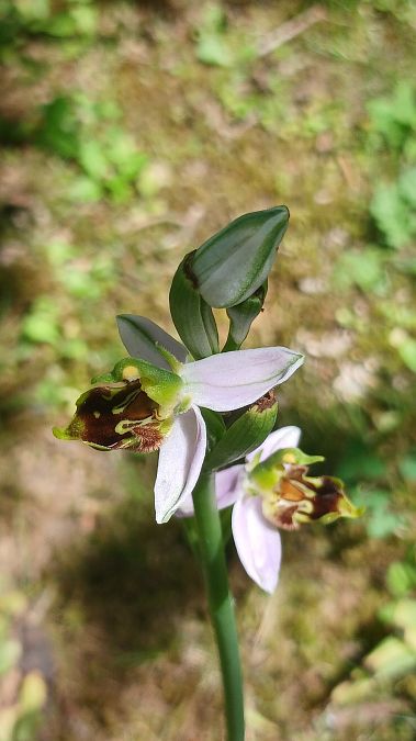 Ophrys apifera var. curviflora  - José Miguel Martins Da Silva