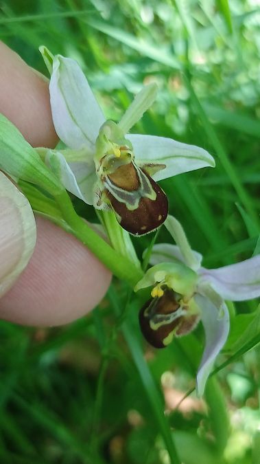 Ophrys apifera var. aurita  - José Miguel Martins Da Silva