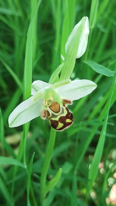 Ophrys apifera var. aurita  - José Miguel Martins Da Silva