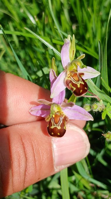 Ophrys apifera var. aurita  - José Miguel Martins Da Silva