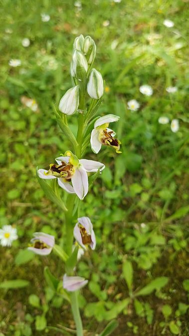 Ophrys apifera var. curviflora  - José Miguel Martins Da Silva