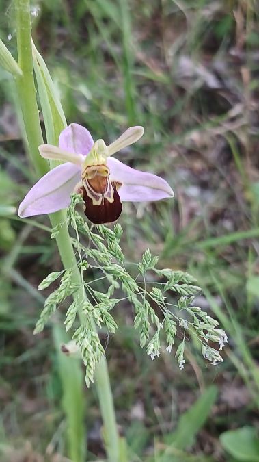 Ophrys apifera var. aurita  - José Miguel Martins Da Silva