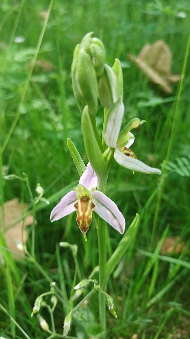 Ophrys apifera var. trollii  - José Miguel Martins Da Silva