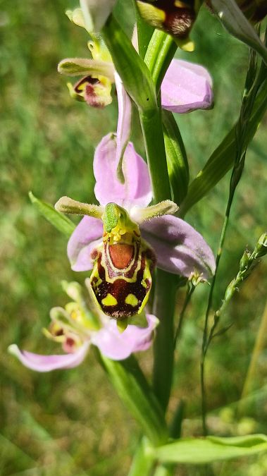 Ophrys apifera var. curviflora  - José Miguel Martins Da Silva