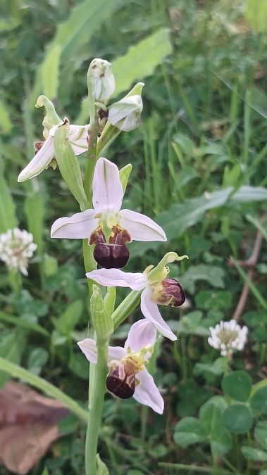 Ophrys apifera f. bicolor  - José Miguel Martins Da Silva