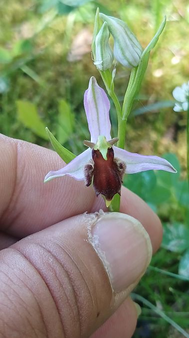 Ophrys apifera var. almaracensis  - José Miguel Martins Da Silva